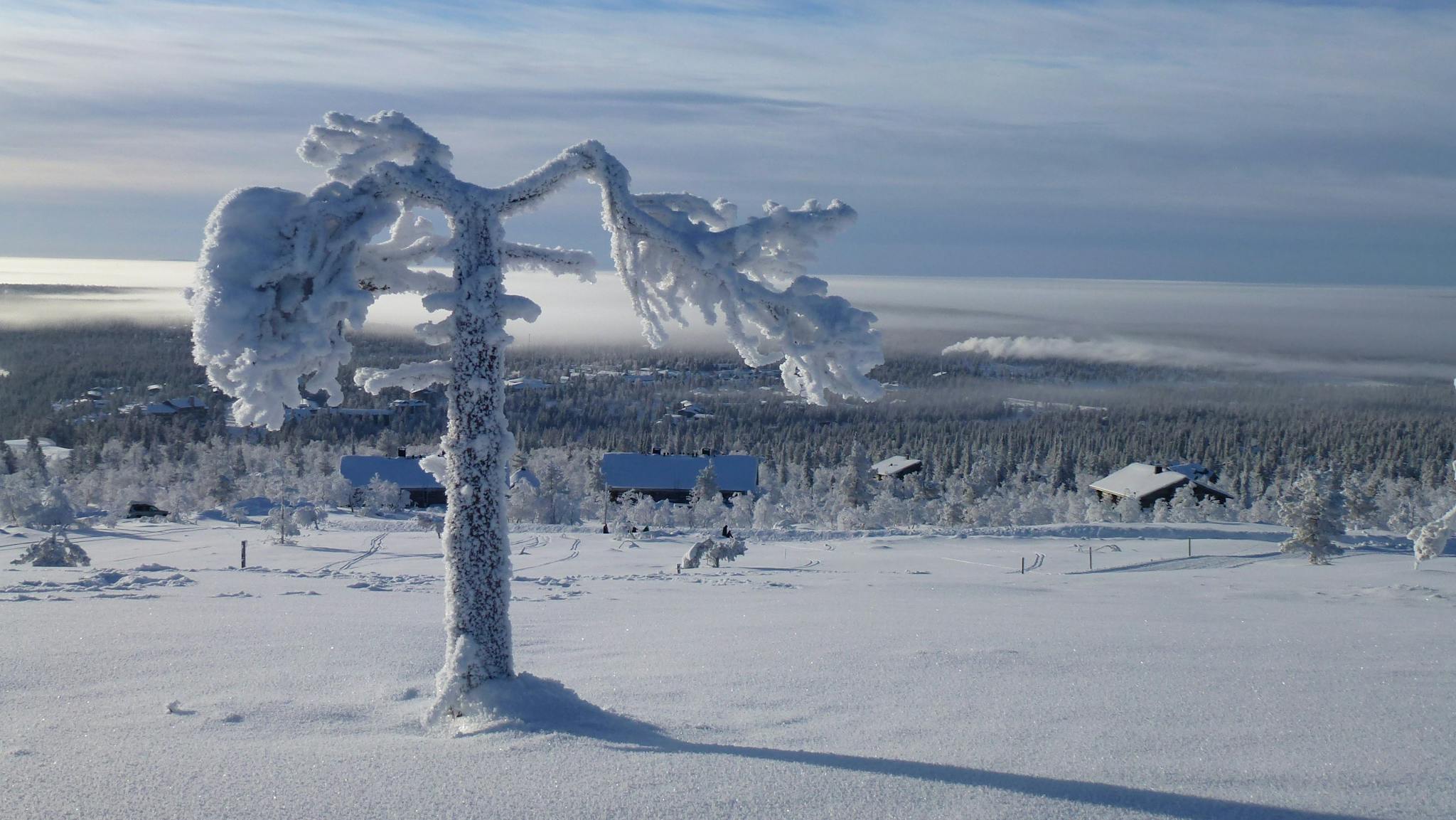 Frosty tree in Saariselkä, Lapland, Finland, showcasing a serene winter wonderland.